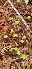 Rubus australis