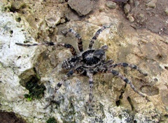 Lycosa singoriensis