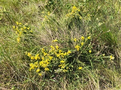 Aspalathus chortophila