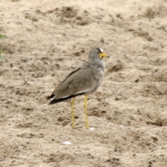 Vanellus senegallus