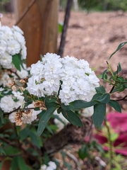 Spiraea cantoniensis