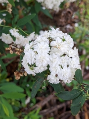 Spiraea cantoniensis