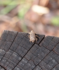 Microporopterus tumulosus