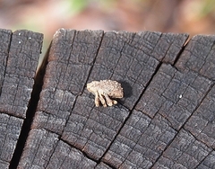 Microporopterus tumulosus