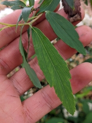 Spiraea cantoniensis