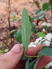 Spiraea cantoniensis