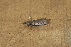 Ectomyelois muriscis