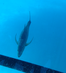 Caranx