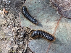 Ecnolagria rufescens