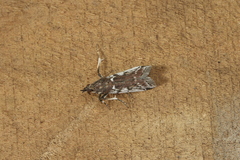 Ectomyelois muriscis