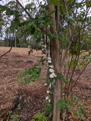 Spiraea cantoniensis