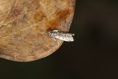 Ectomyelois muriscis
