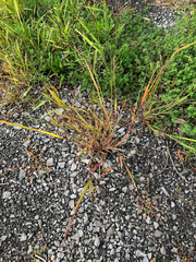 Panicum