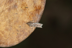 Ectomyelois muriscis