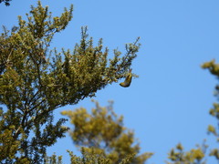 Zosterops lateralis lateralis