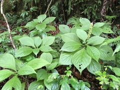 Comanthosphace formosana