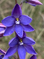 Thelymitra juncifolia