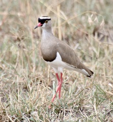 Vanellus coronatus