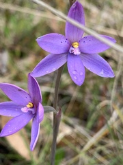 Thelymitra juncifolia
