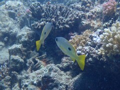 Lutjanus fulviflamma