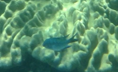 Abudefduf whitleyi