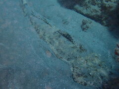 Papilloculiceps longiceps