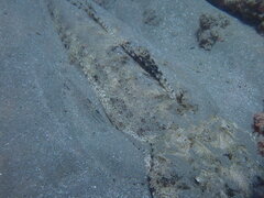 Papilloculiceps longiceps