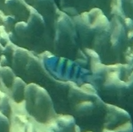 Abudefduf vaigiensis
