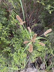 Cyperus thunbergii