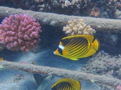 Chaetodon fasciatus