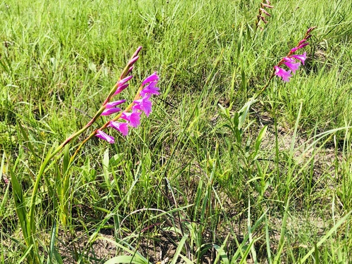 Leaning Watsonia (Watsonia inclinata)