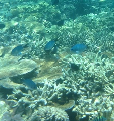 Abudefduf whitleyi