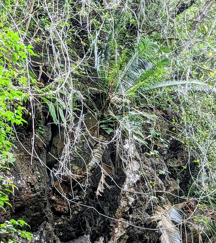 Cycad (Cycas clivicola)