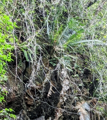Cycas clivicola, photograph (c) Caleb Catto, some rights reserved (CC BY)