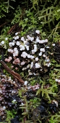Elaeomyxa cerifera