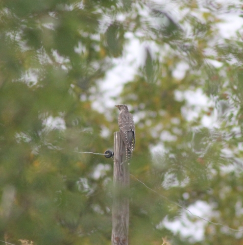 European Common Cuckoo