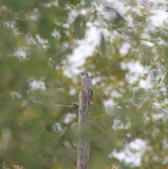 Cuculus canorus canorus