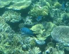 Abudefduf whitleyi