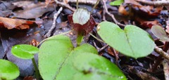 Corybas hatchii