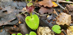 Corybas hatchii