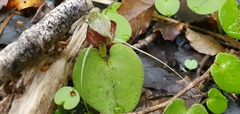 Corybas hatchii