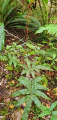 Blechnum procerum