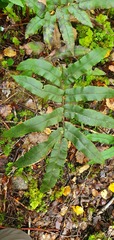 Blechnum procerum
