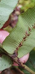 Blechnum procerum