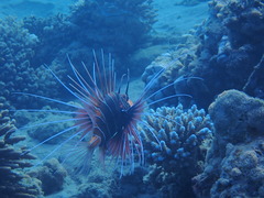 Pterois cincta