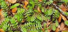 Leptinella squalida