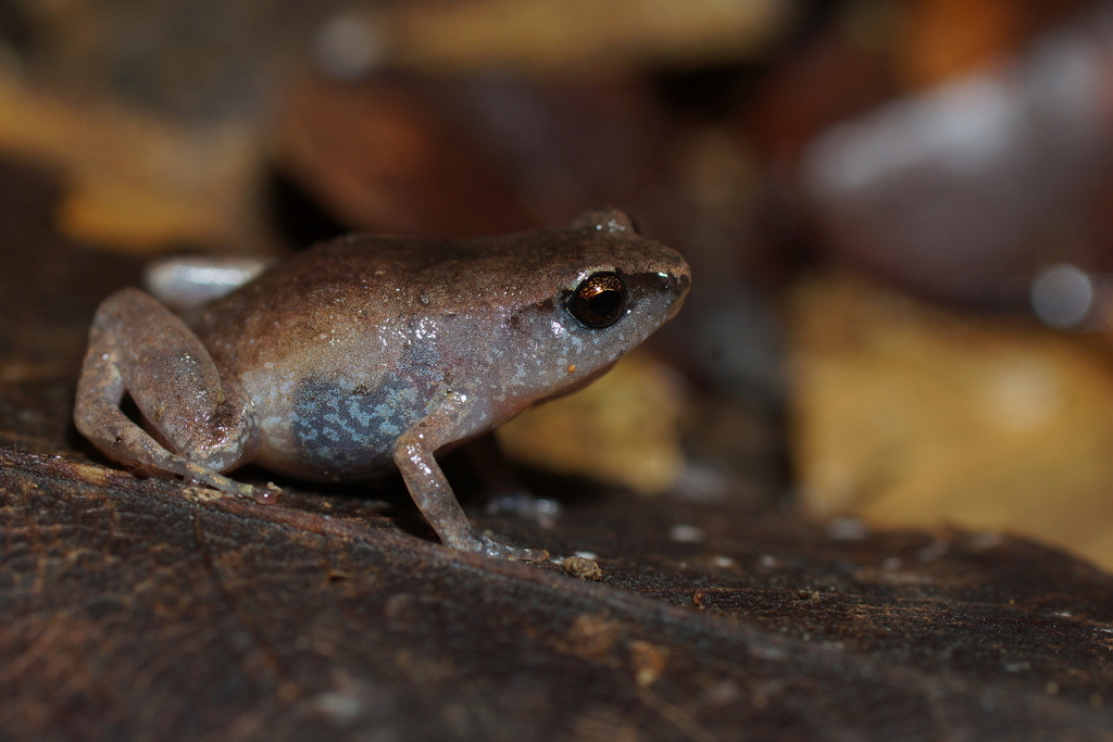 Katak-mini komodo (Oreophryne jeffersoniana)