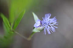 Polygala gerrardii