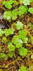 Hydrocotyle microphylla