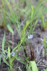 Polygala gerrardii